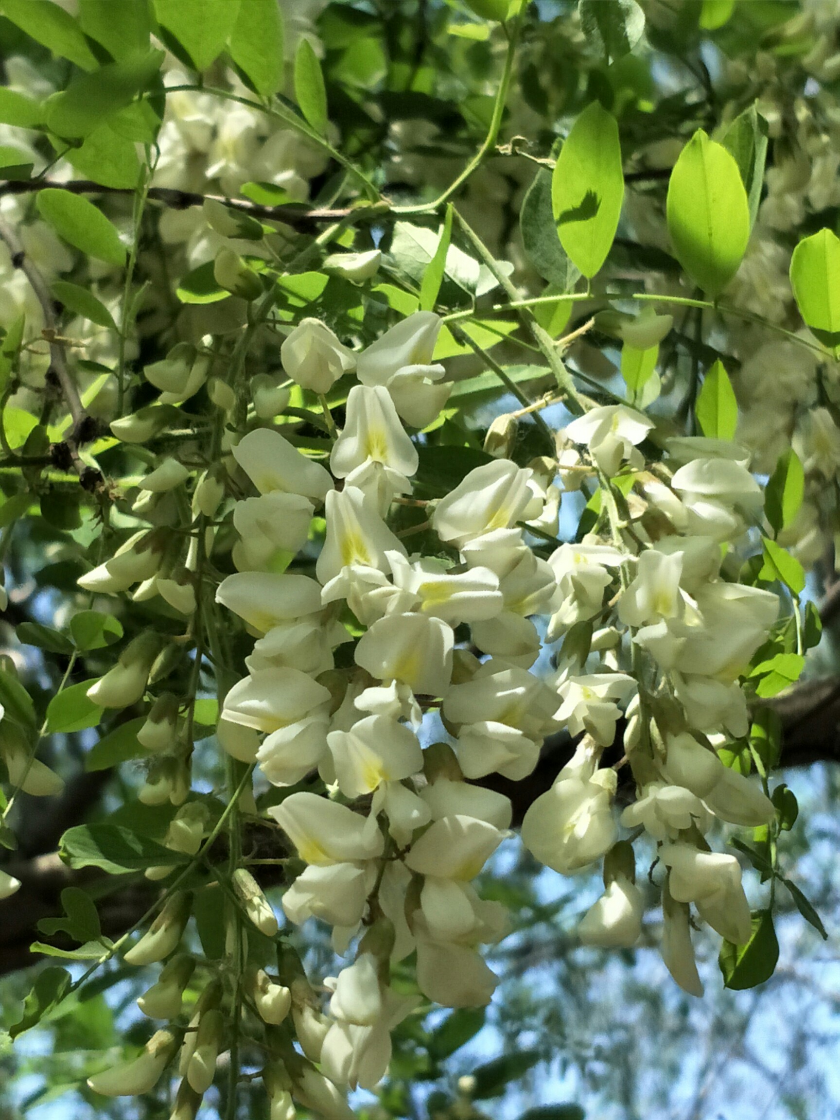 国槐花树图片(国槐花的功效是什么)