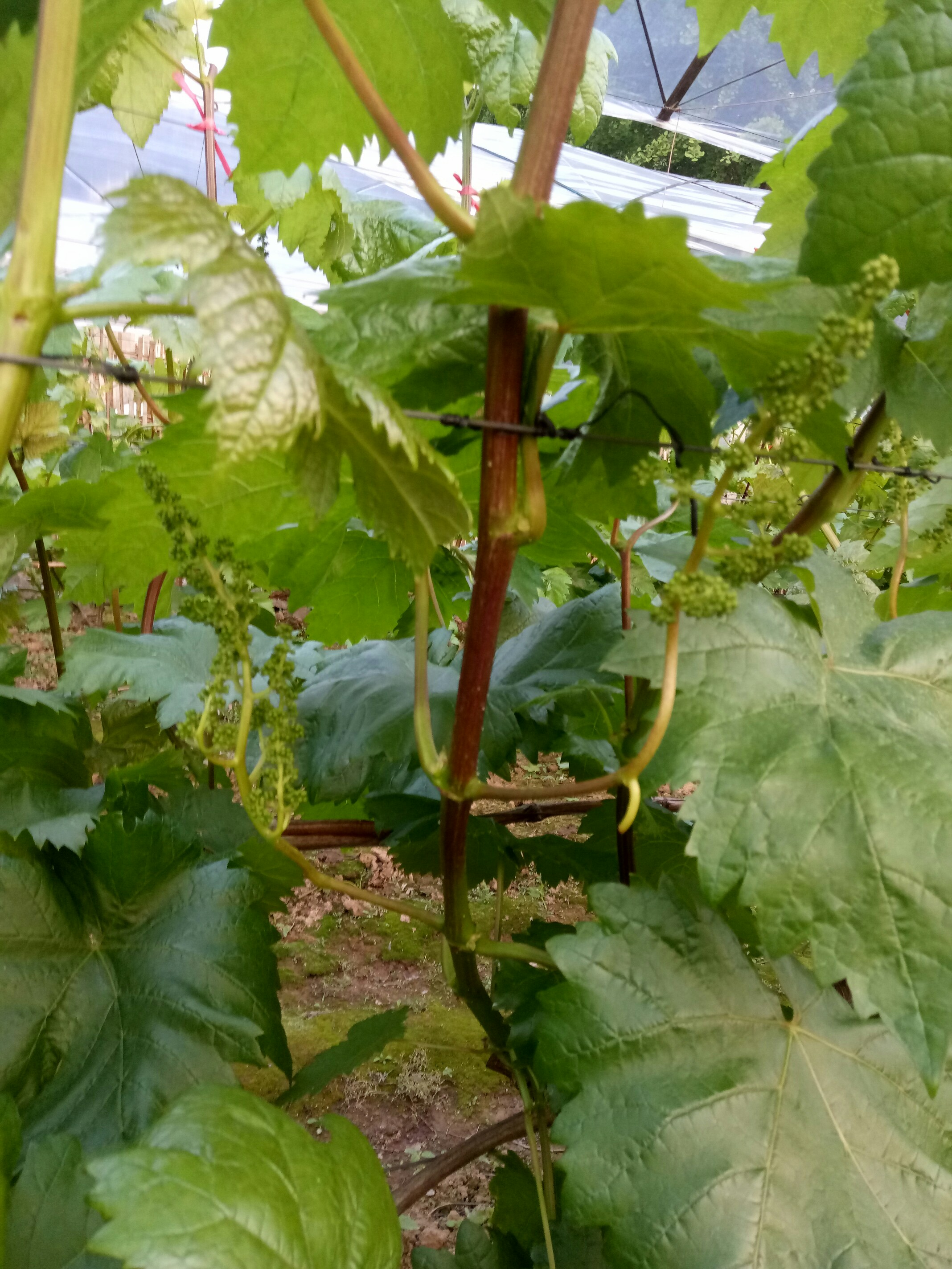 葡萄花穗,随拍.