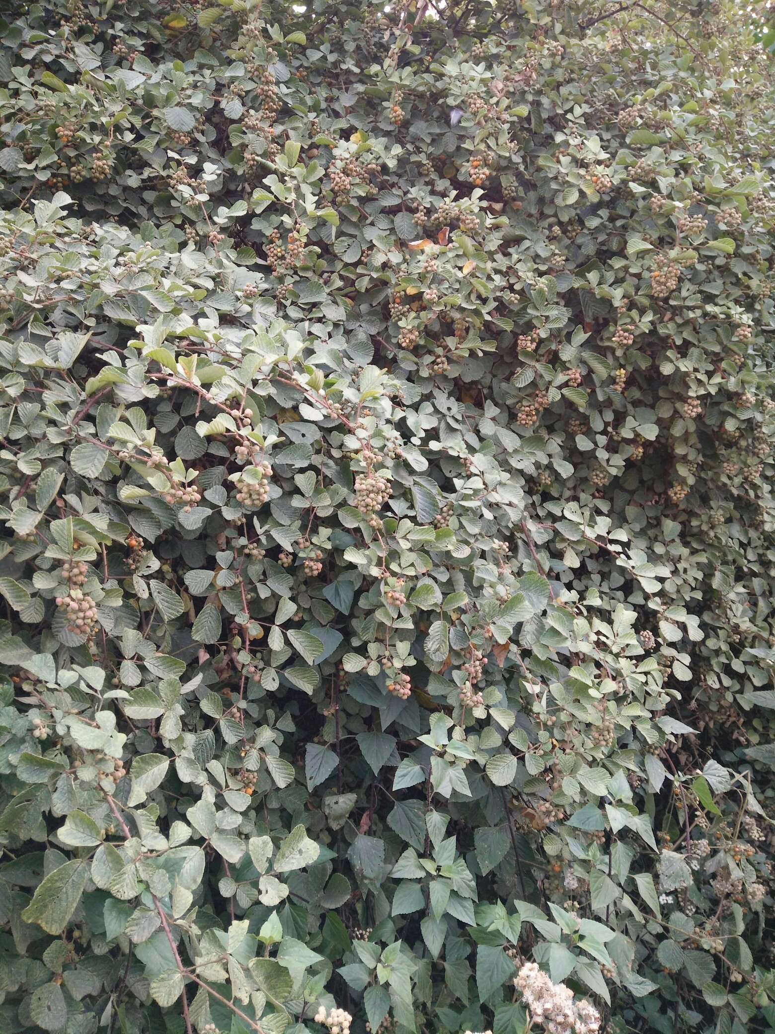 黄袍 黄袍_帖子_oppo手机官方社区