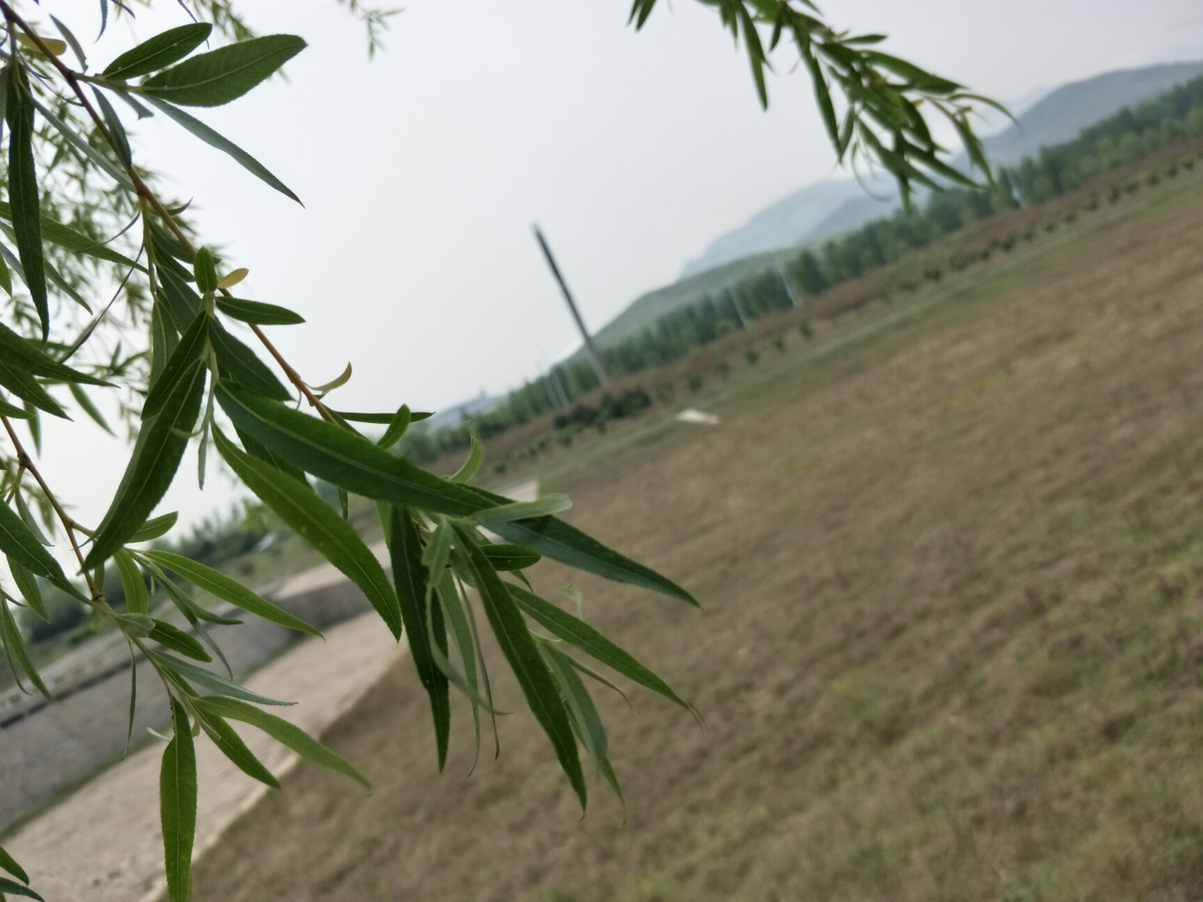 嫩树新芽,枯木花,鹤伴山下生机勃发 轻风拂过