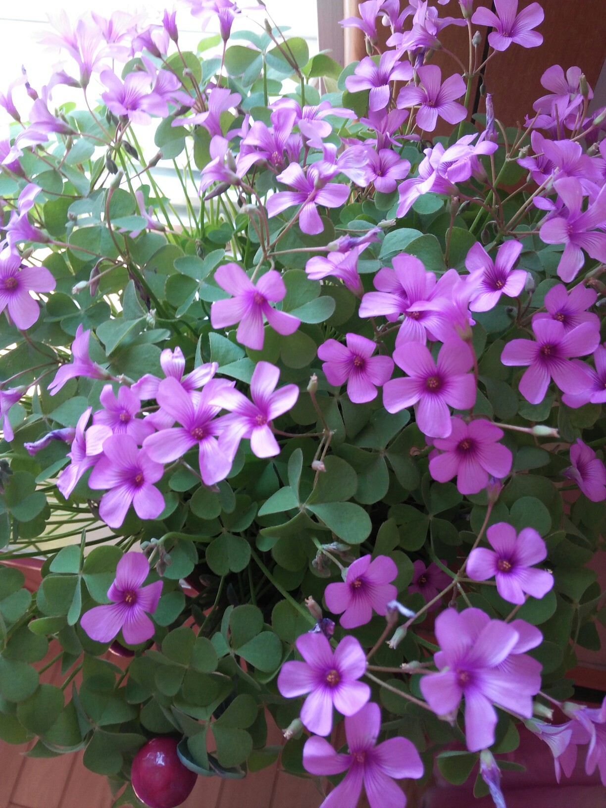 绽放的三叶草#花都开好了