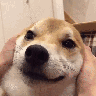 最萌表情包#拿去_帖子_oppo手机官方社区