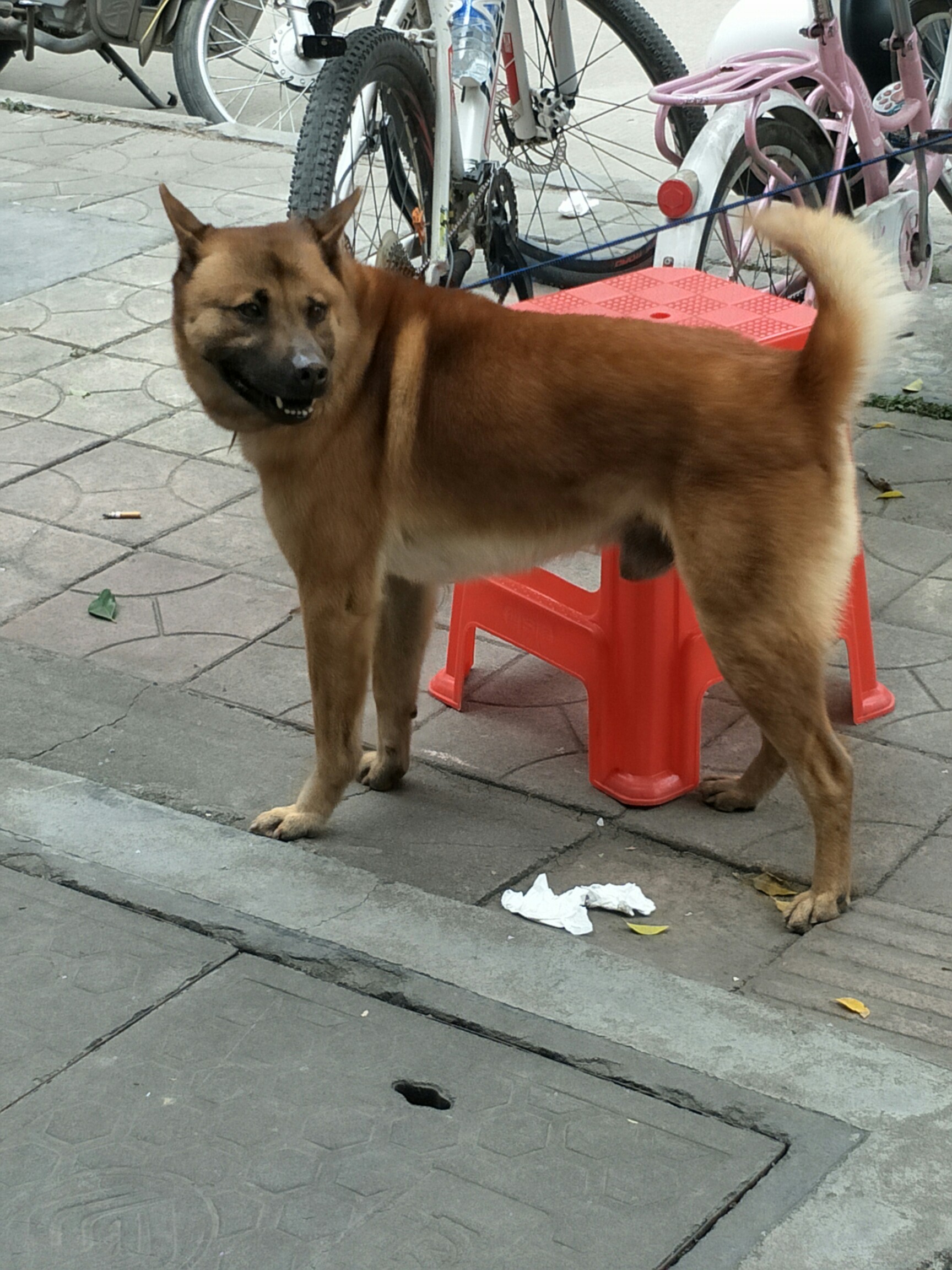 漂亮的土狗