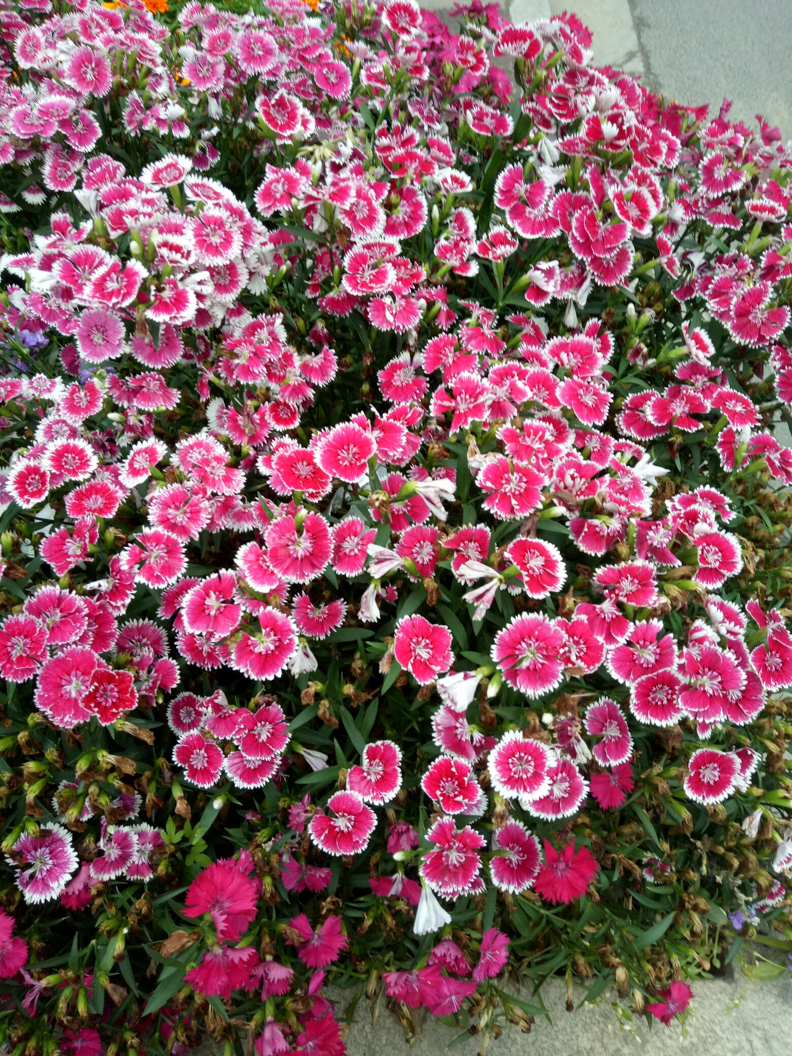 一种很像铅笔屑的小花,名叫石竹