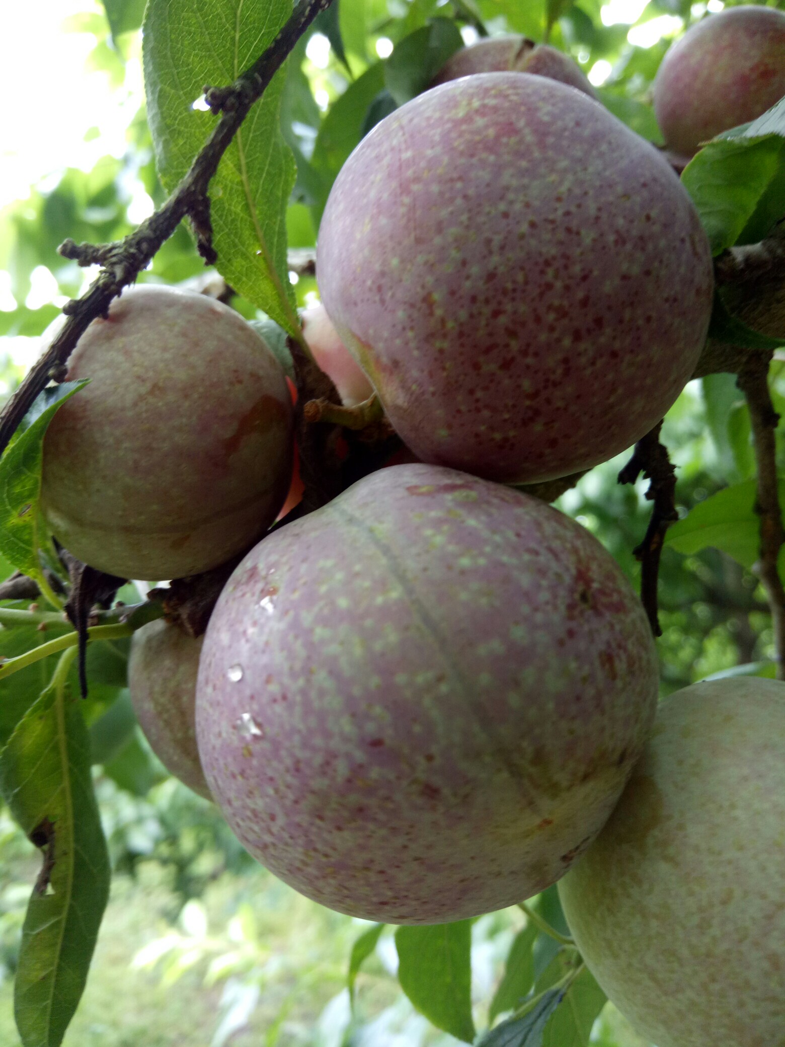 正宗钱排镇三华李上市啦!欢迎订购品尝!