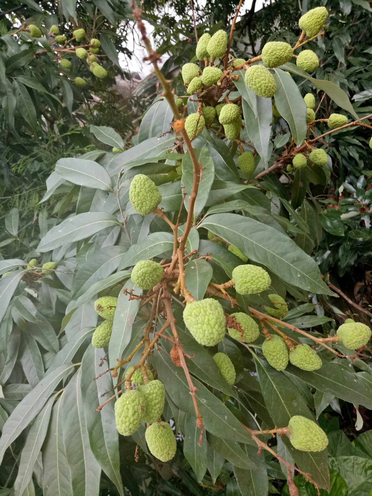 岭南佳果,荔枝,正在生长时!_帖子_oppo手机官方社区