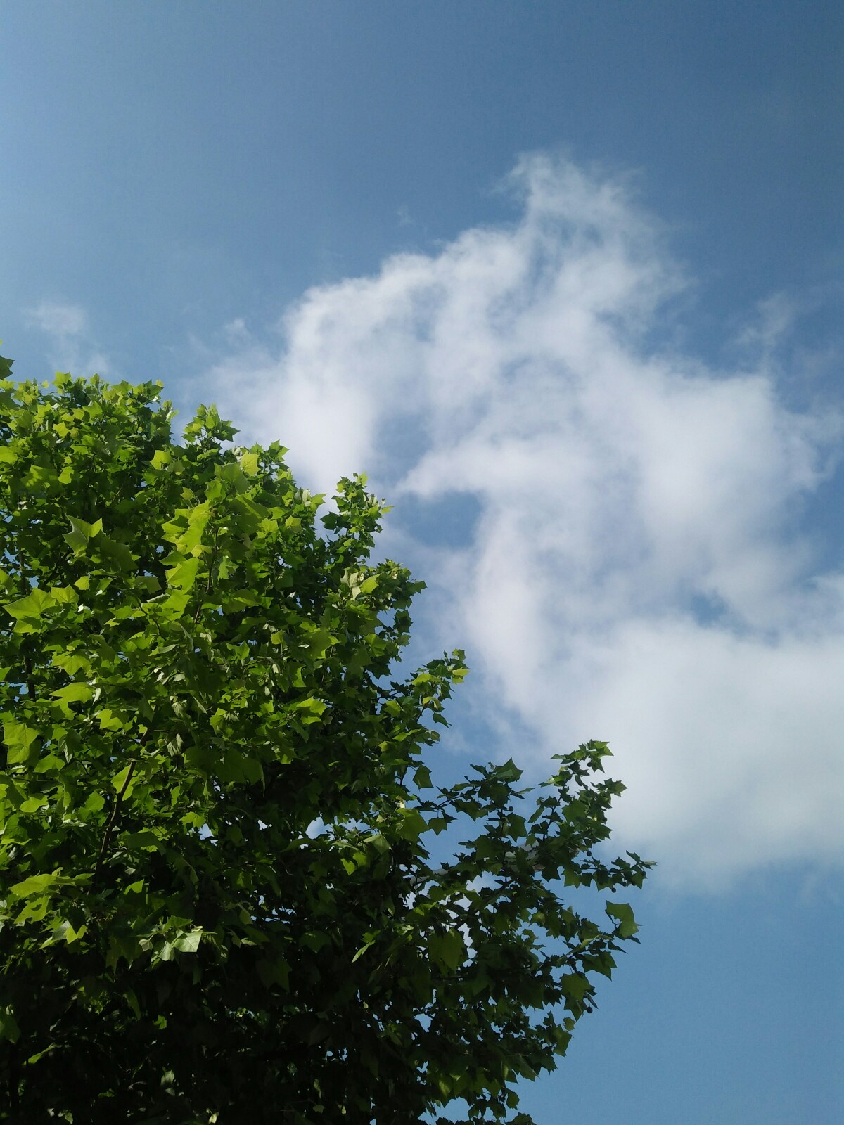 蓝天,白云,绿树,阳光,还有大风.