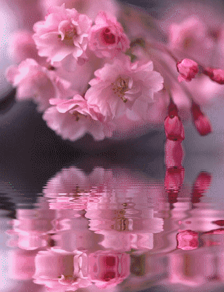 439_571竖版 竖屏gif 动态图 动图