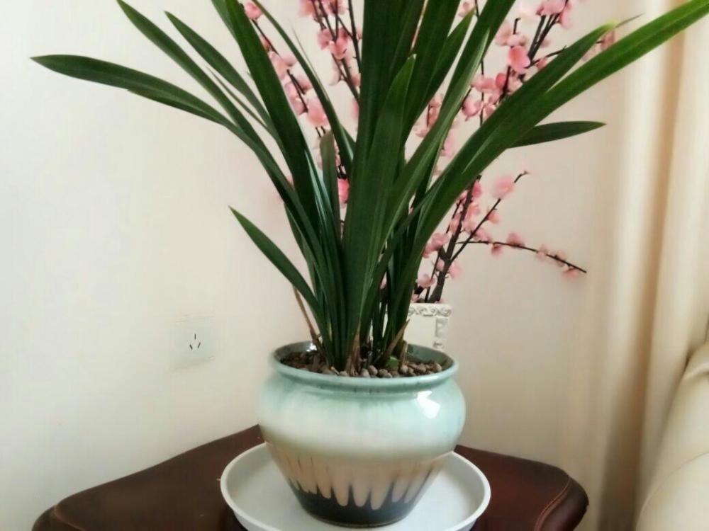 黑白照有格调#木兰花