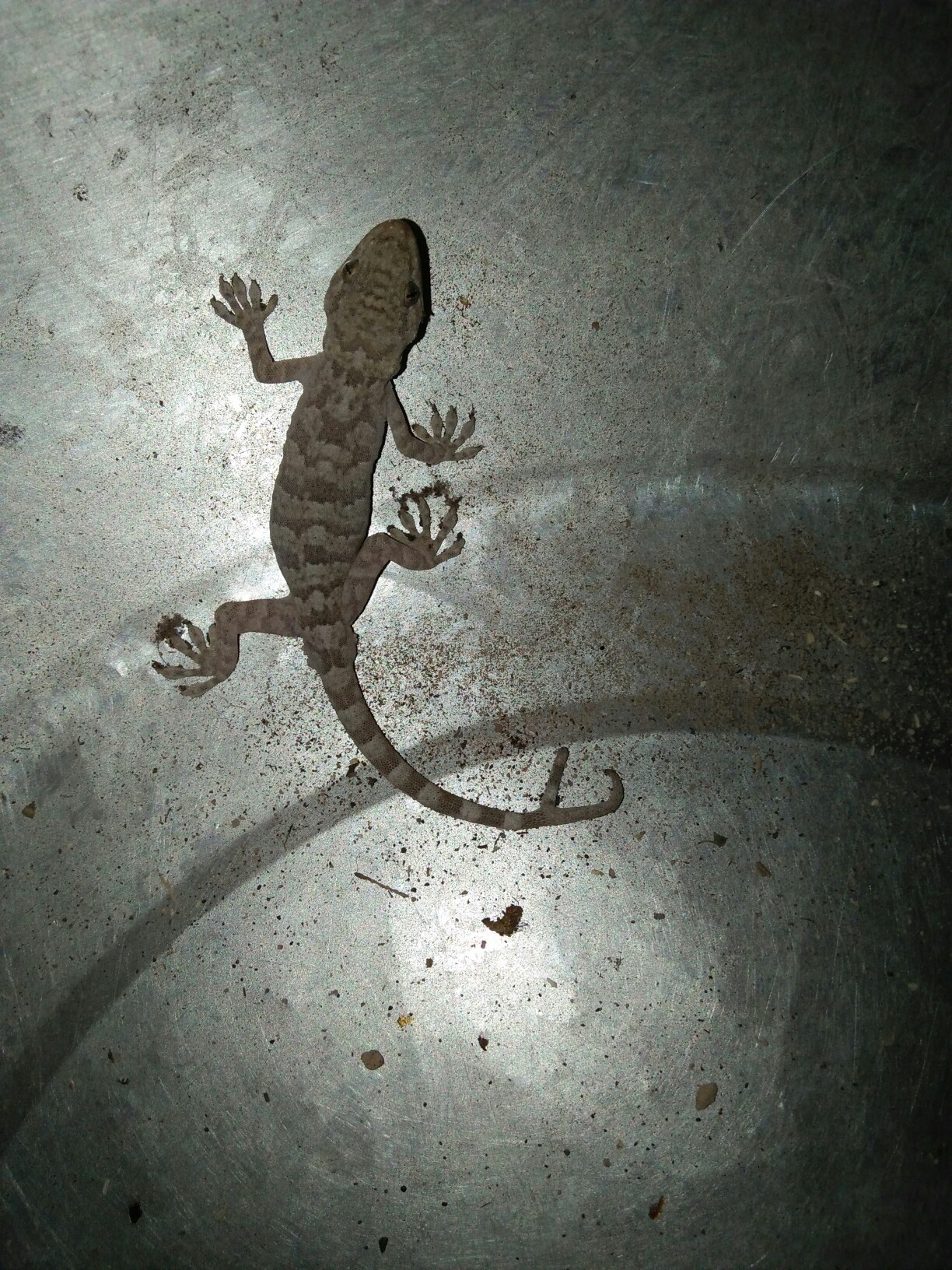 尾巴长成这样的壁虎,第一次见到.