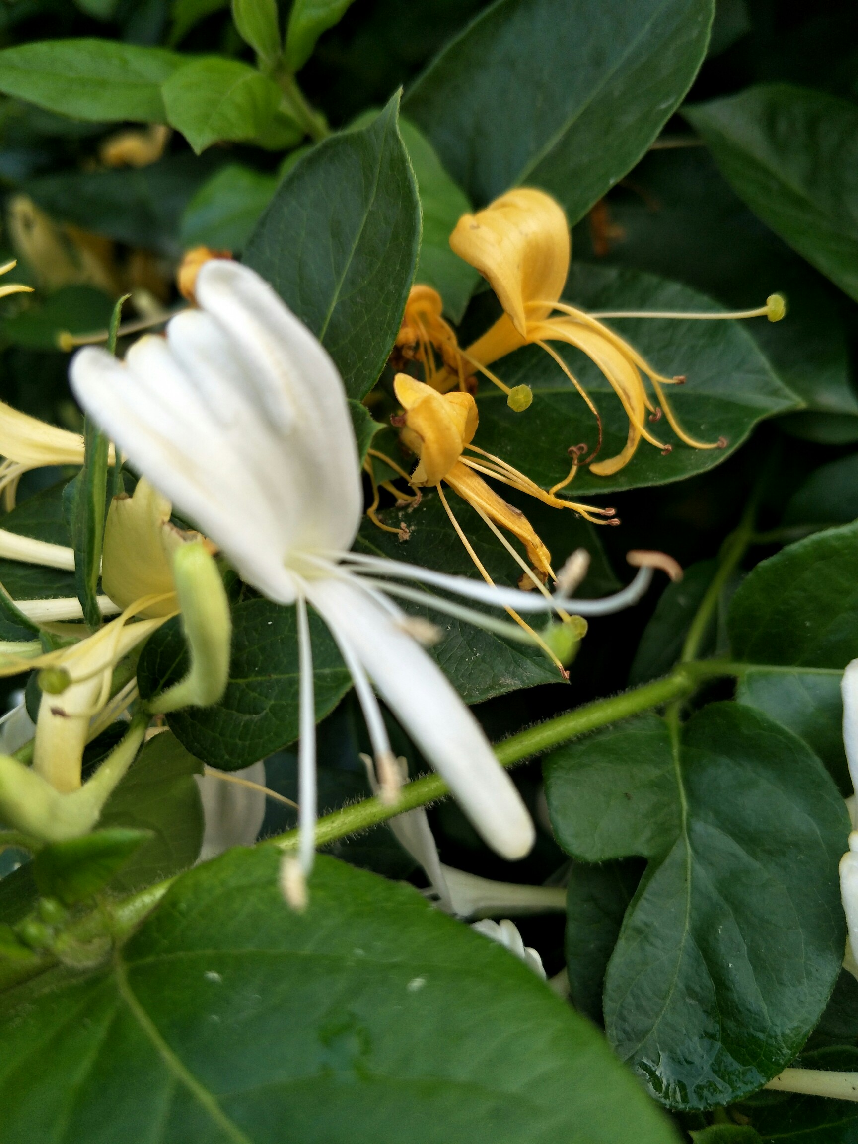 忍冬,也称金银花,看,不是有金有银的嘛!