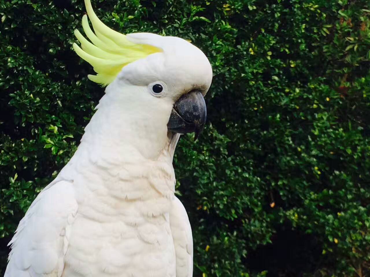 反正拍一夏#可爱*^o^*的葵花鹦鹉