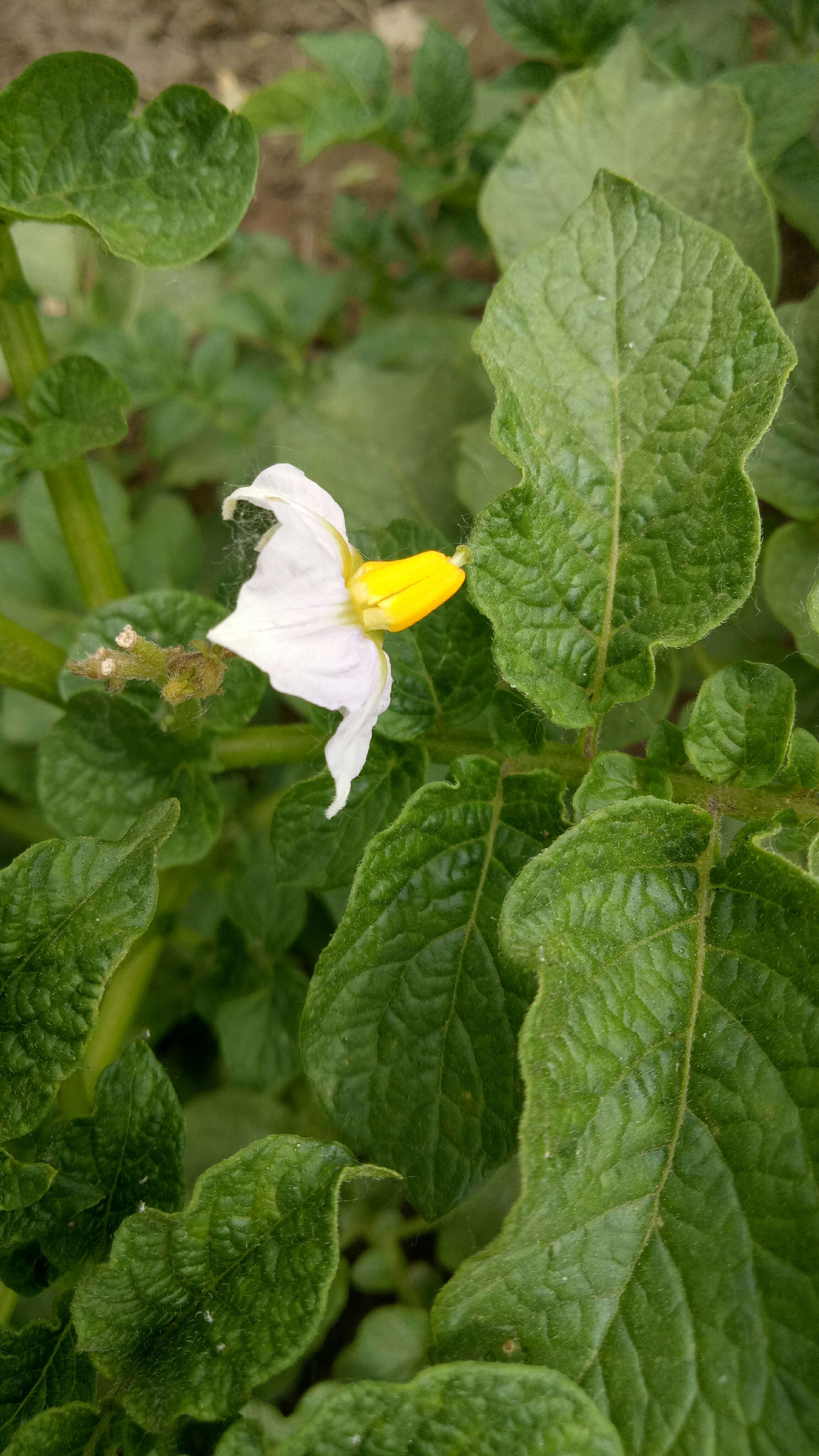 土豆開花了