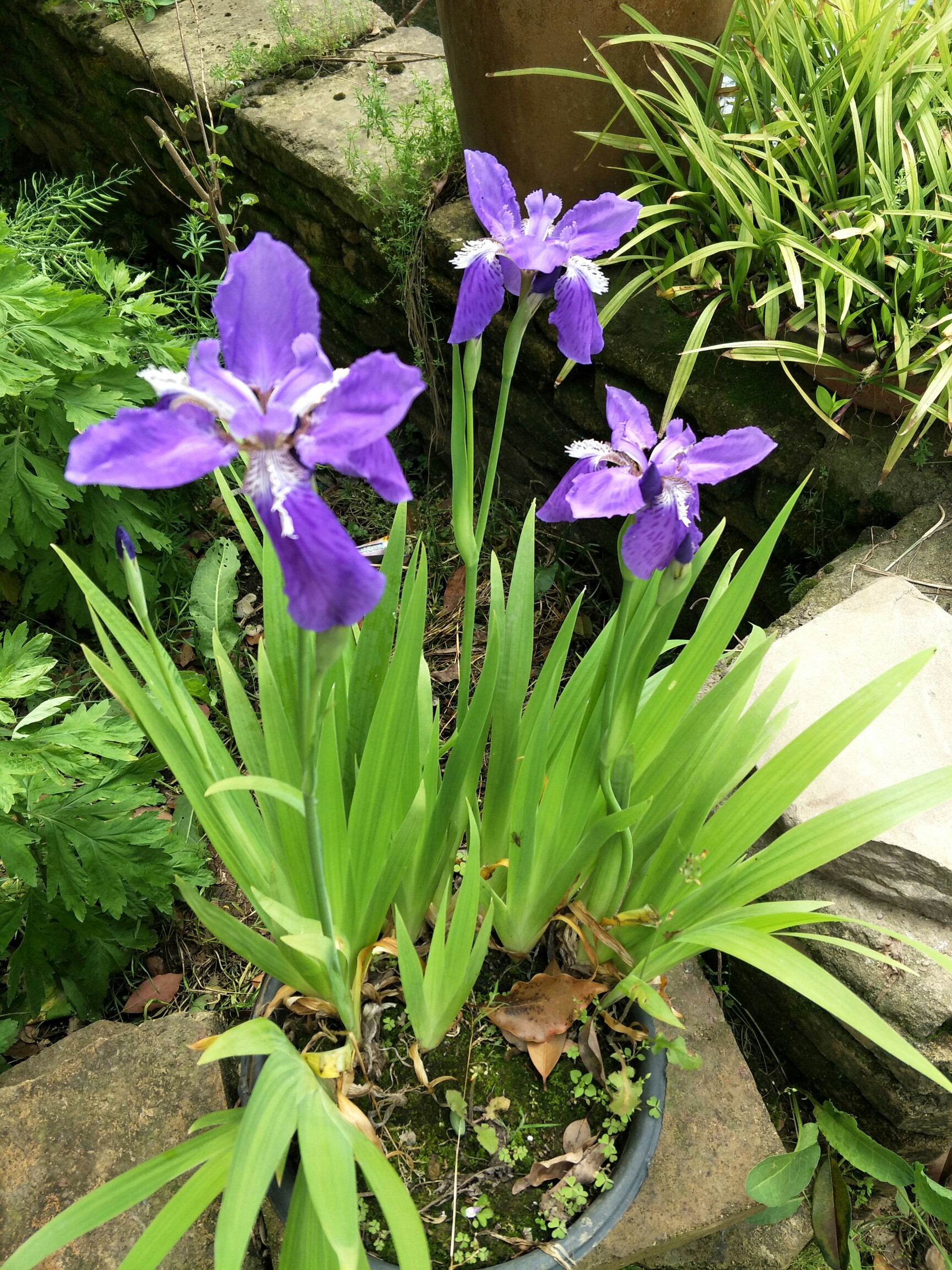 盛開的花朵,讓心情變得美麗