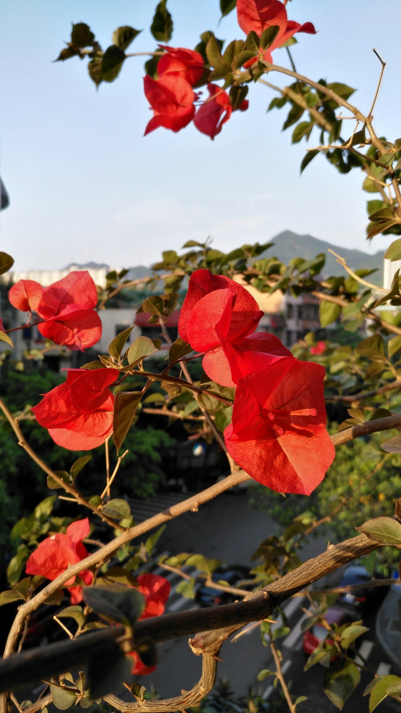 一抹红花!_帖子_oppo手机官方社区