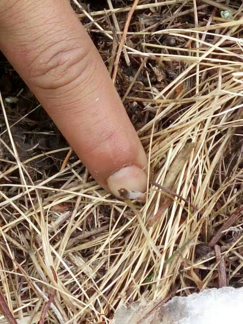 香格里拉新鲜虫草