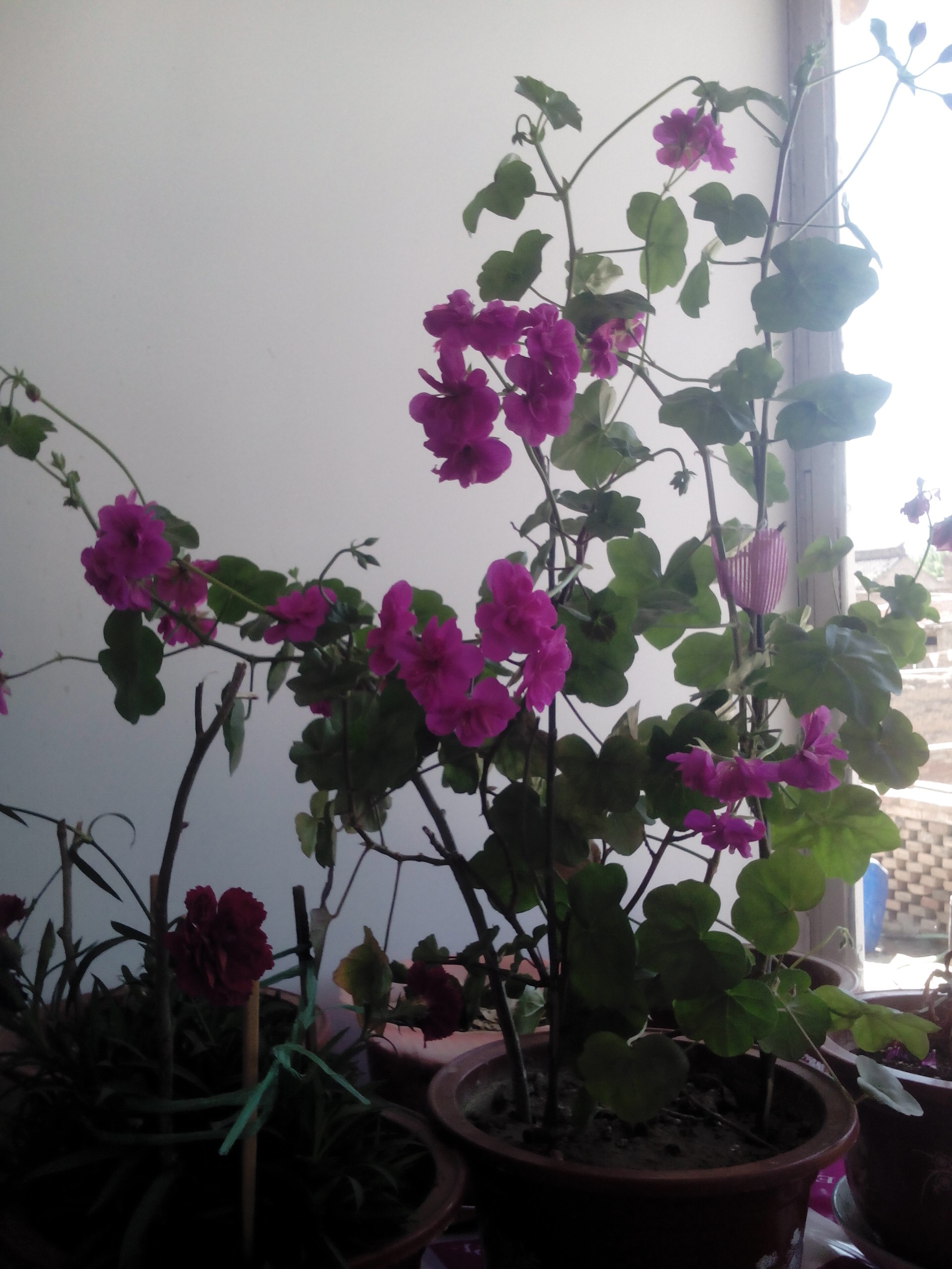 擦擦玻璃,好像把眼睛?擦亮了,修修花草,好像把心情开朗了