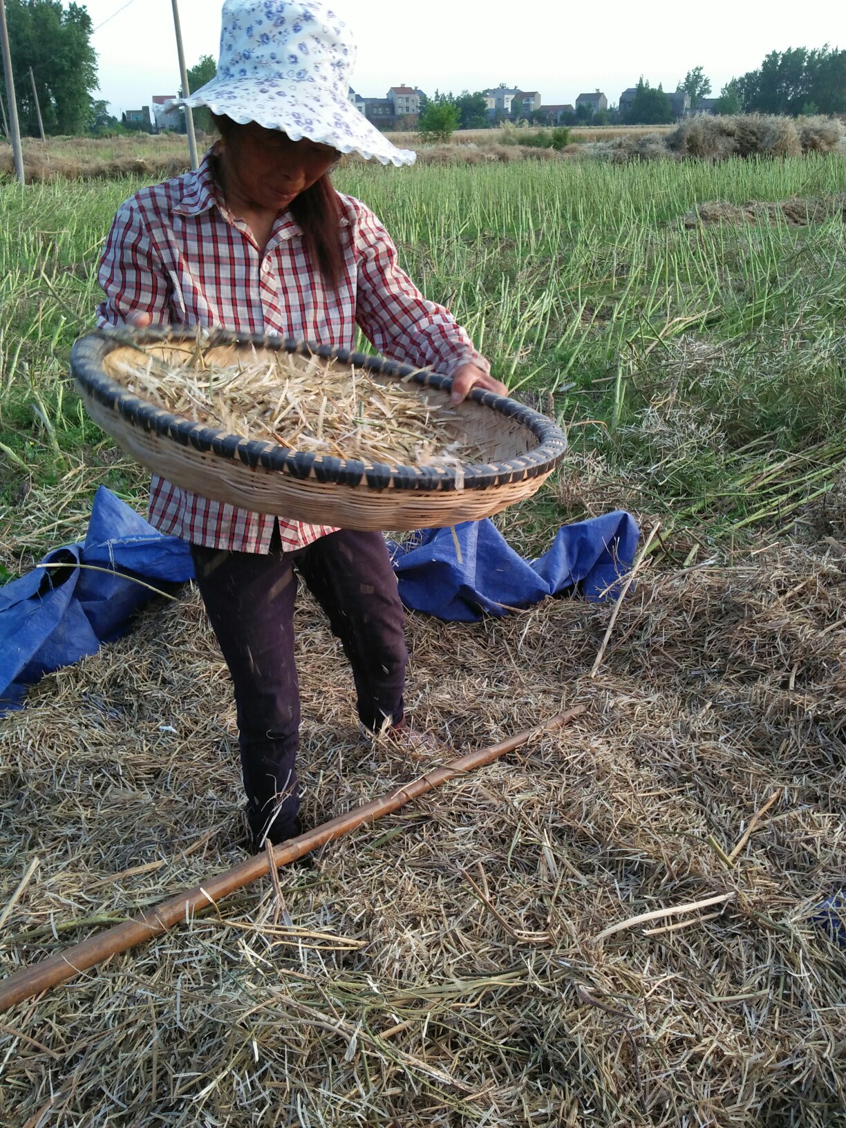 农民打菜籽确实辛苦