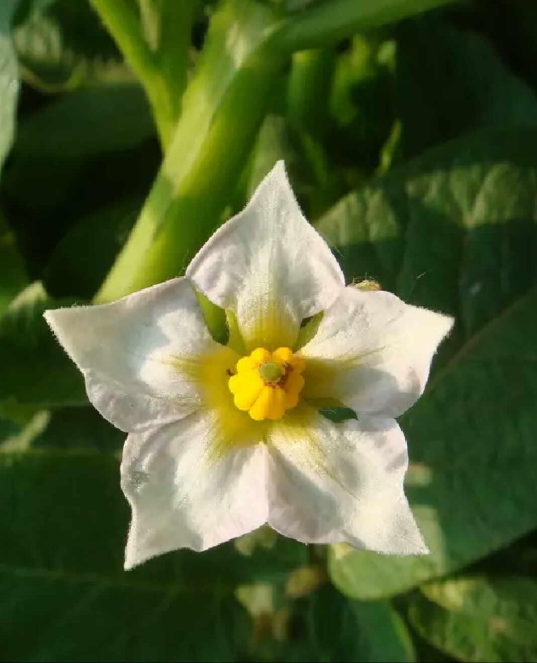 土豆開花了