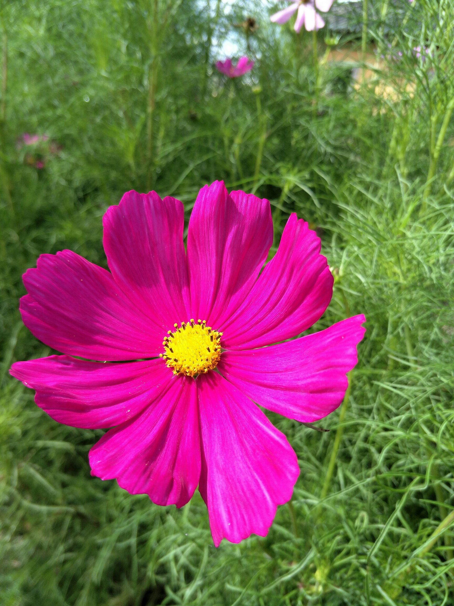 小红花_帖子_oppo手机官方社区