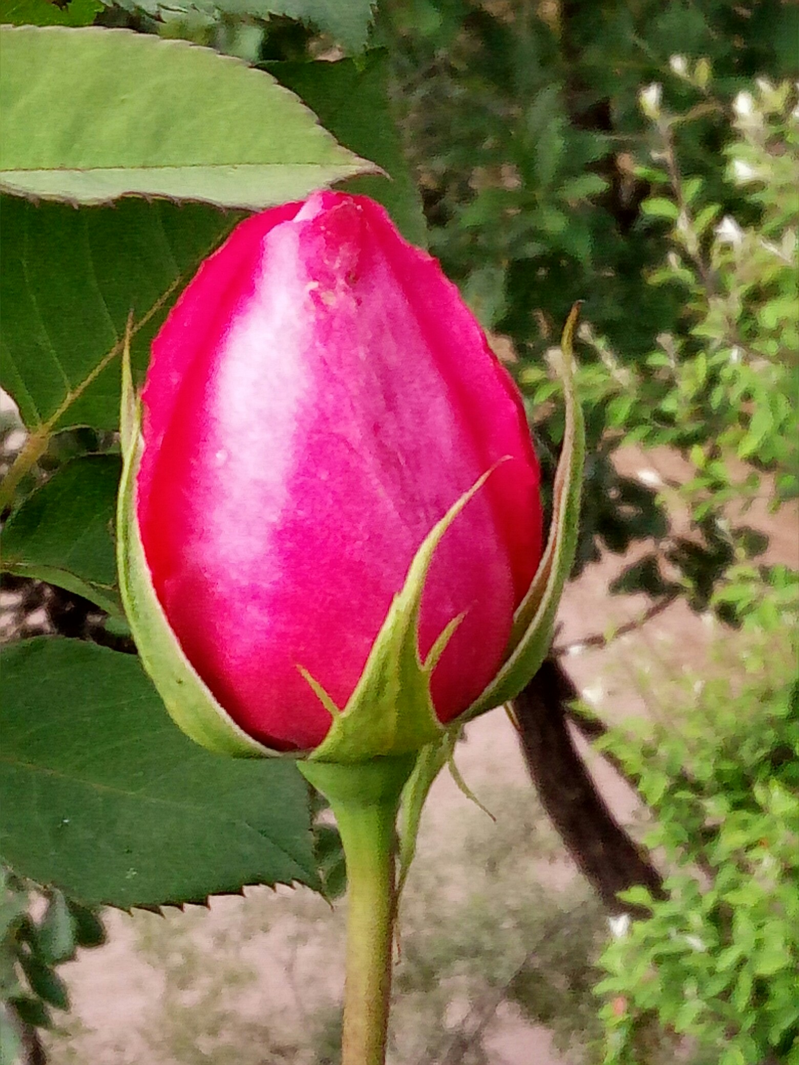 玫瑰?花蕾