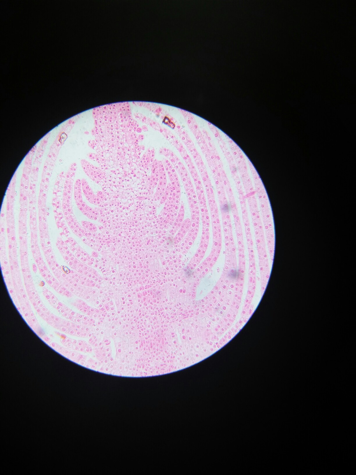 百合胚珠纵切结构图图片