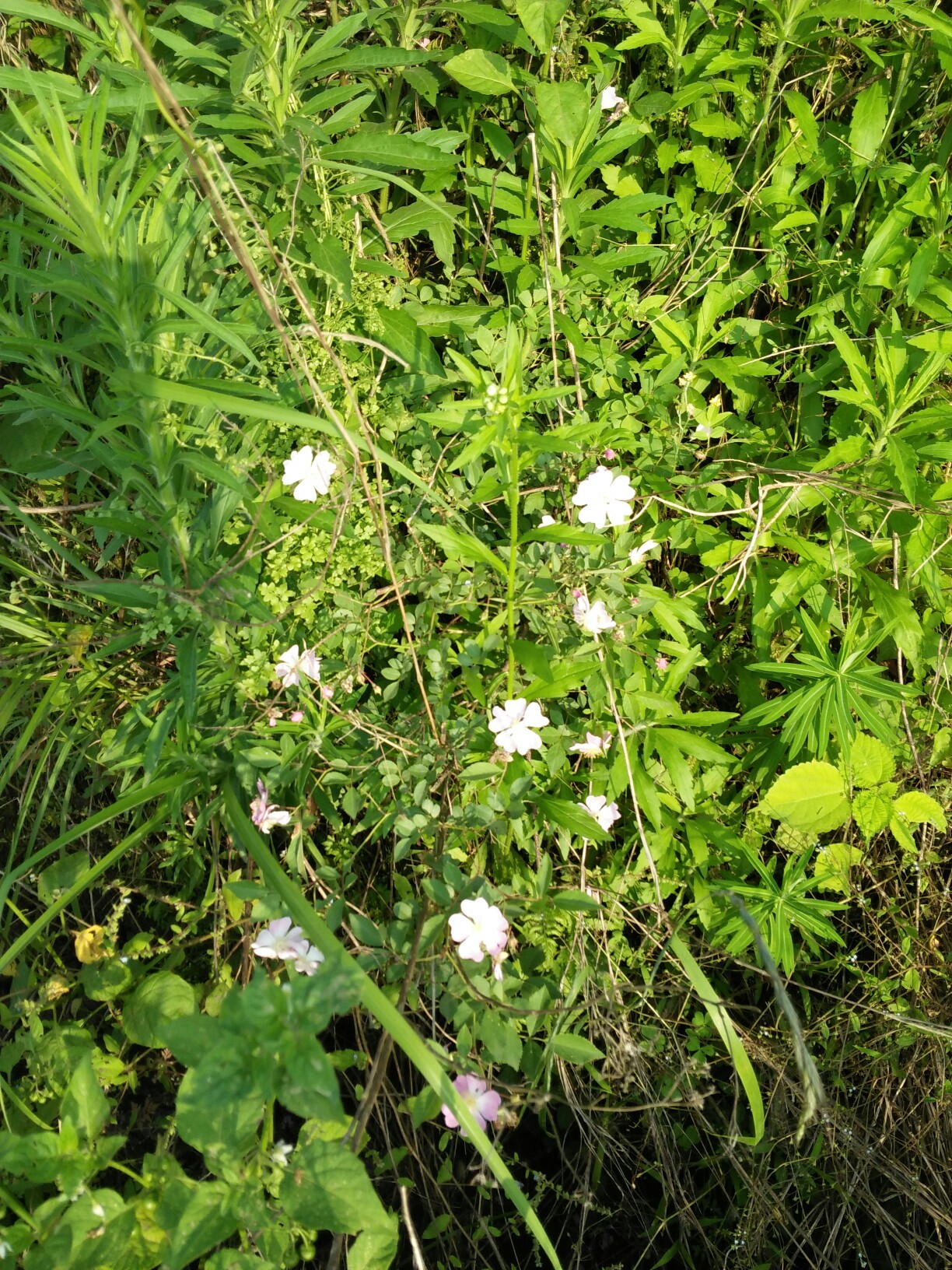 田间地头的小野花美极了!