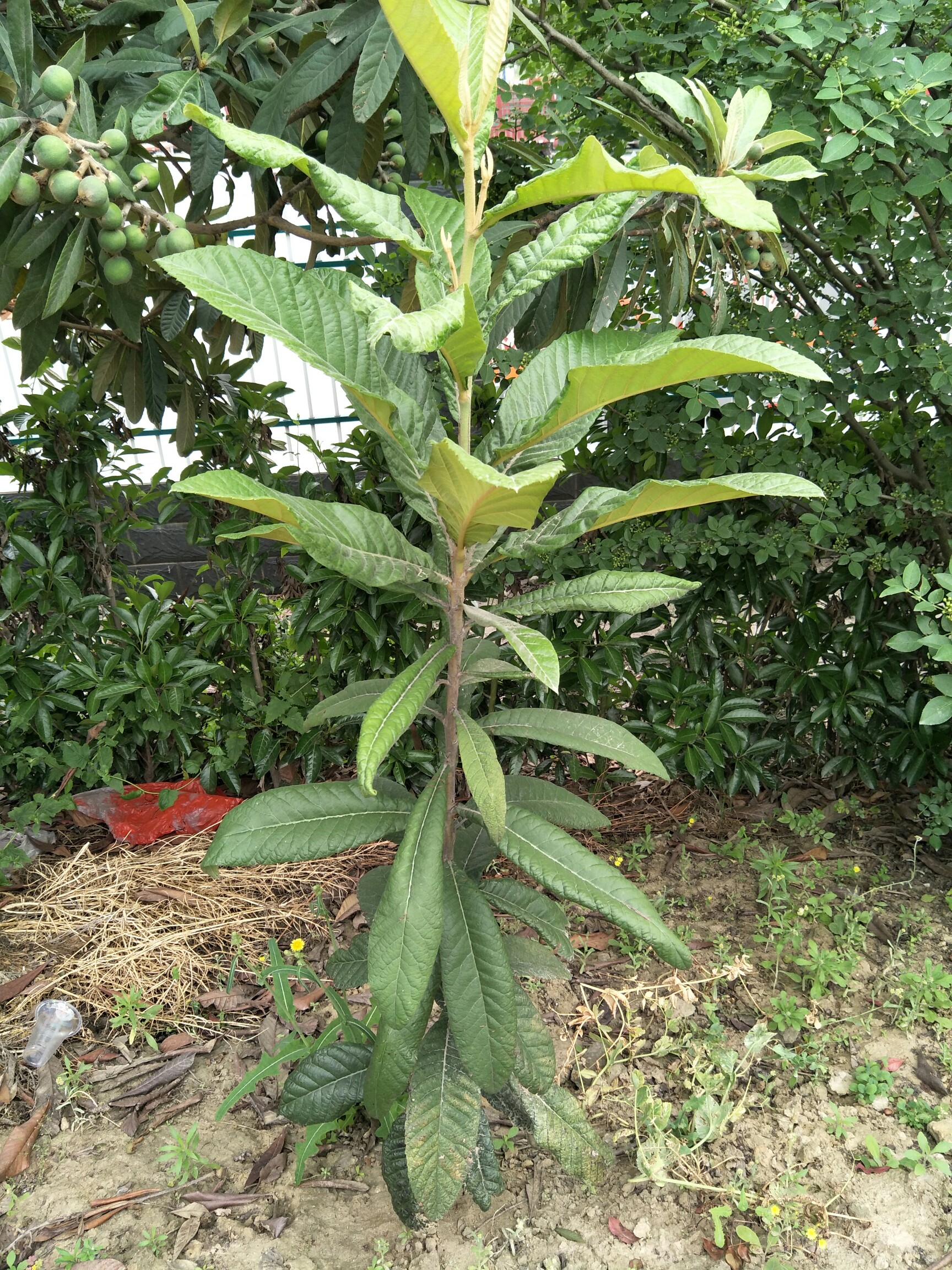 手机里最新的一张照片#小小的枇杷树