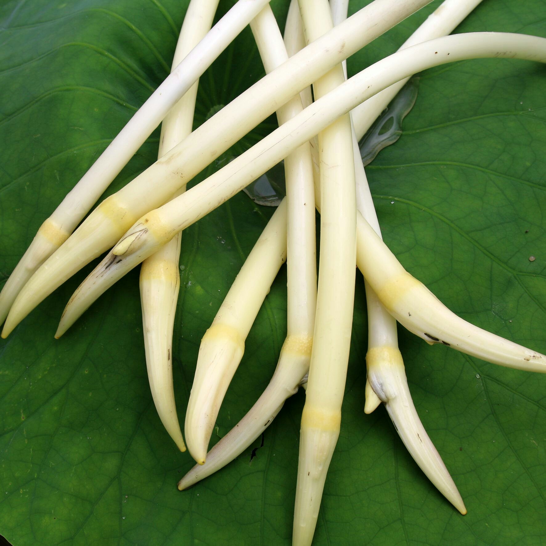 洪湖水产品之"野生藕梢"