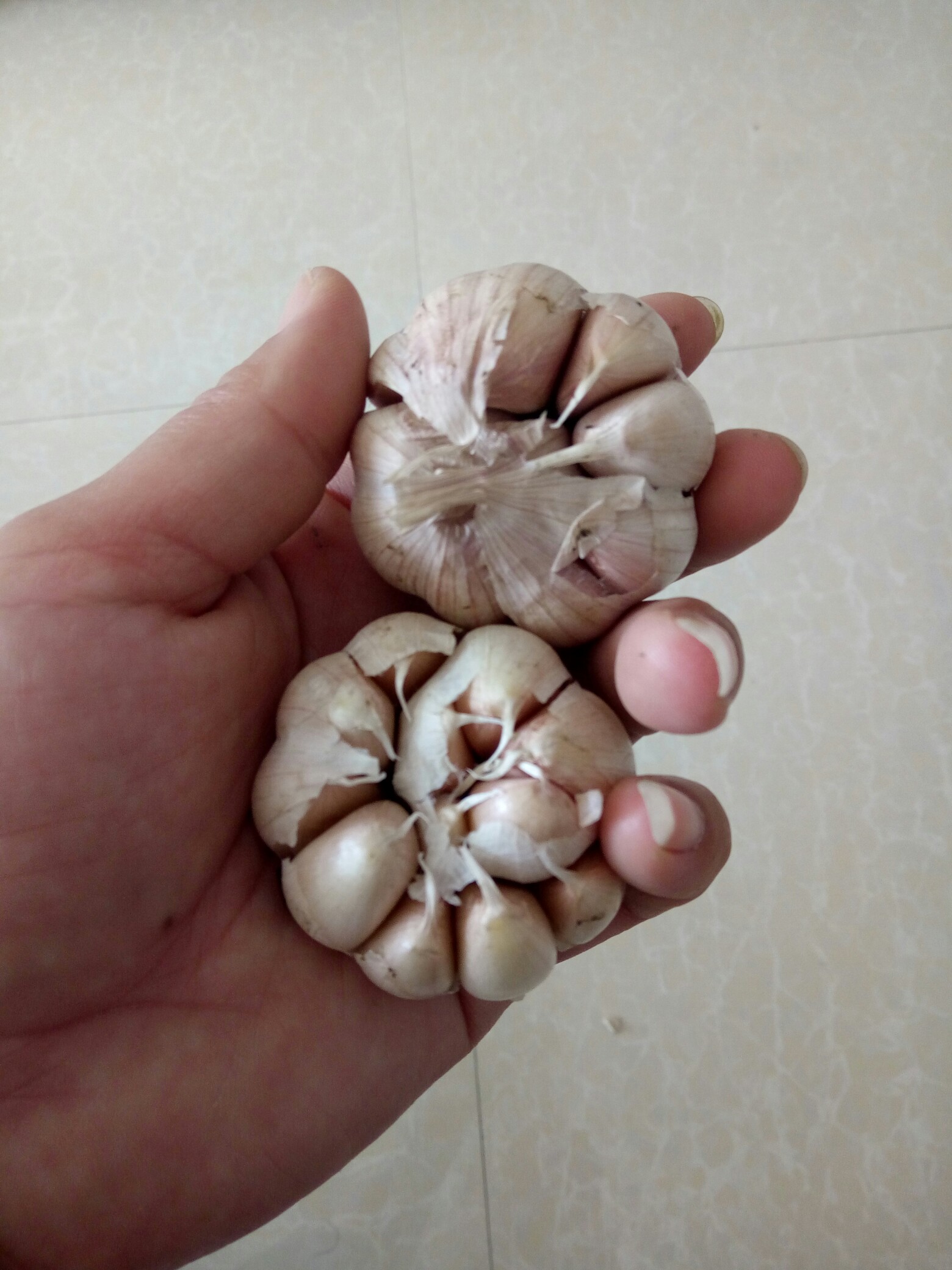 手机里最新的一张照片#就这小小的两头蒜,1.70元!