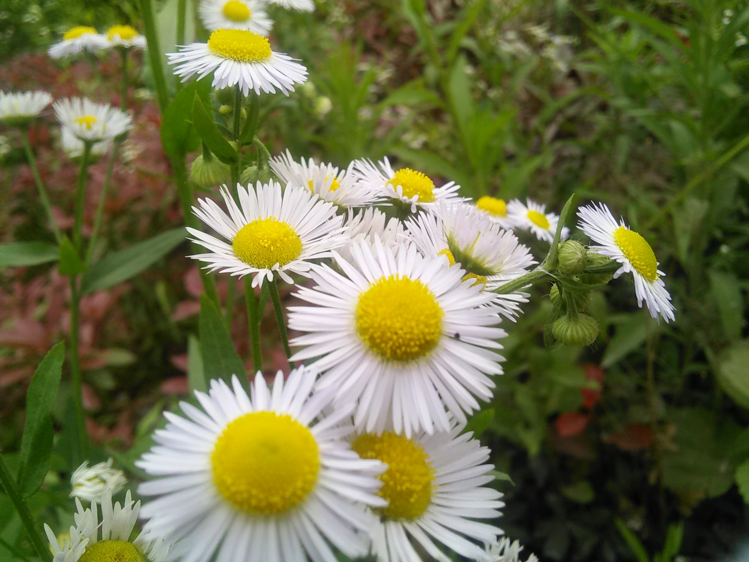 路边的野菊花,美吧!