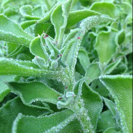 调色慢生活#非洲冰草_帖子_oppo手机官方社区