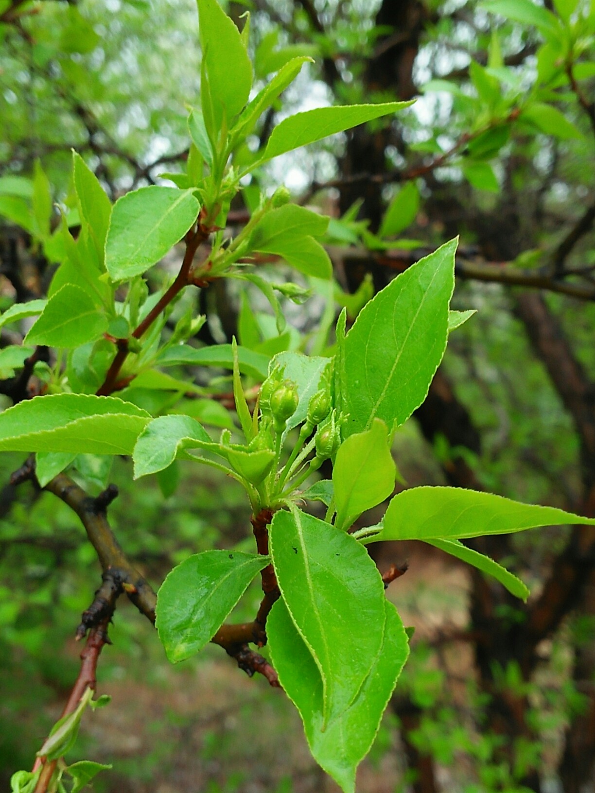 山丁子发芽了,看到了春天!_帖子_oppo手机官方社区