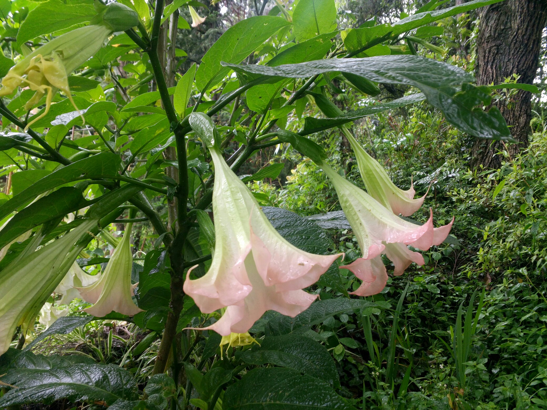 曼陀罗满树花开……(原图)
