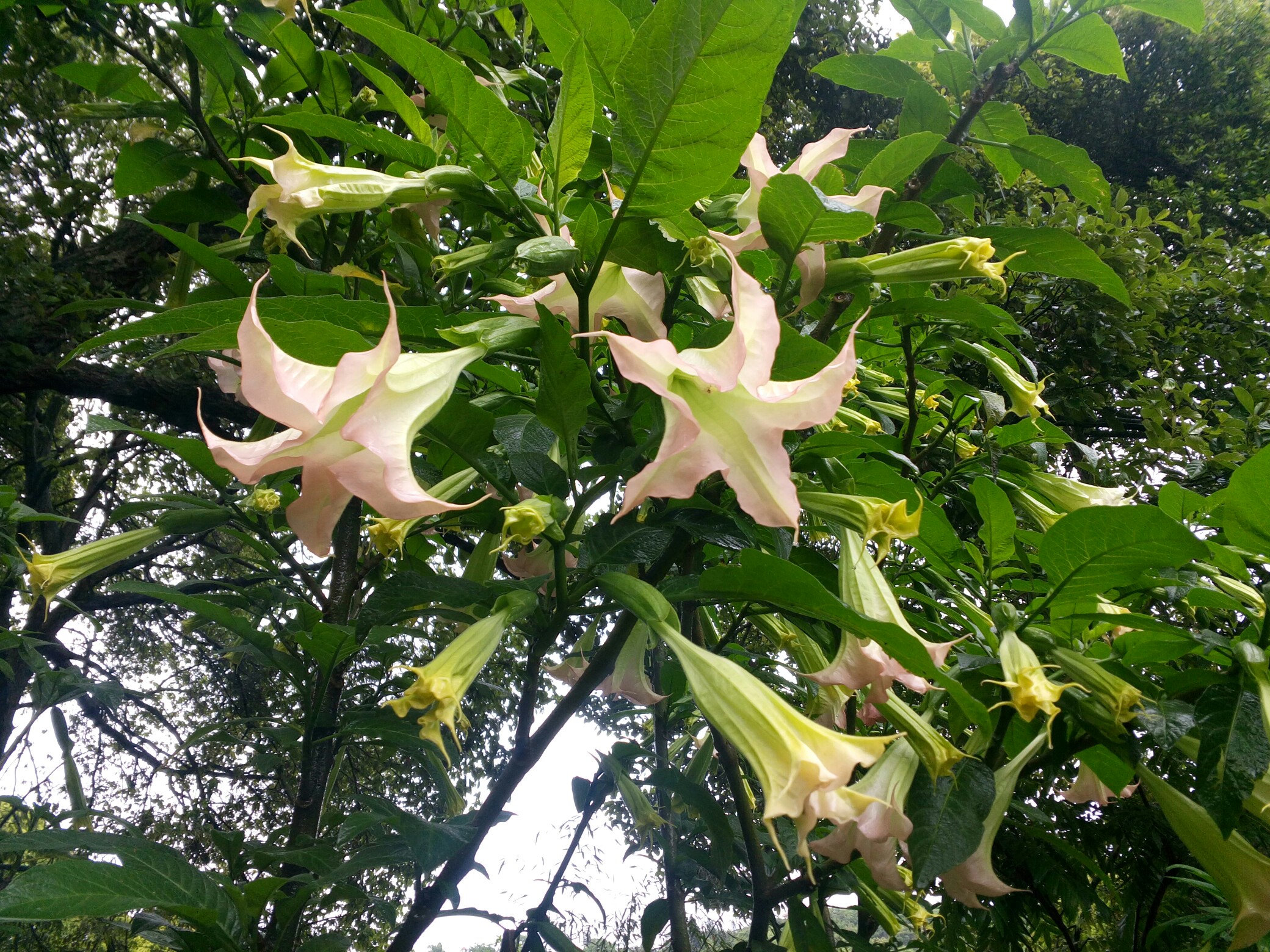 曼陀罗满树花开……(原图)