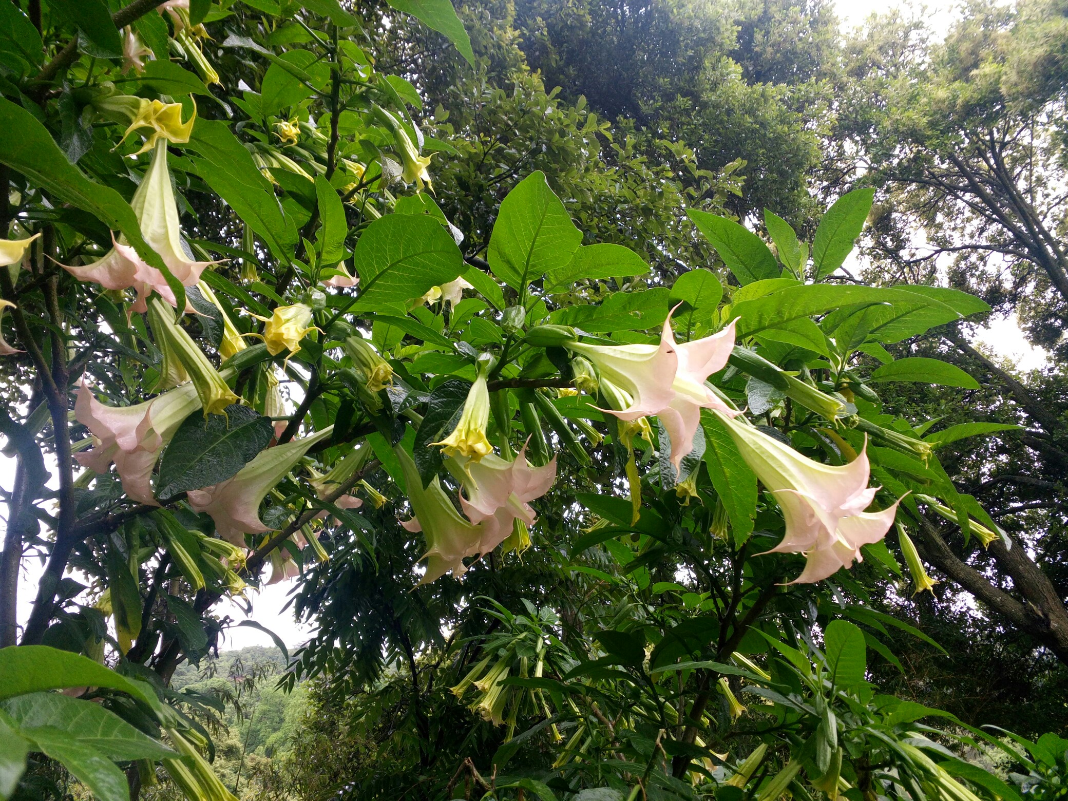 曼陀罗满树花开……(原图)