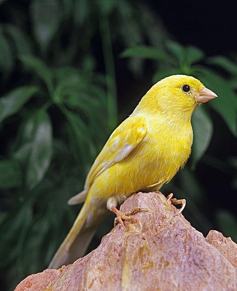 金丝雀鸟 品种图片