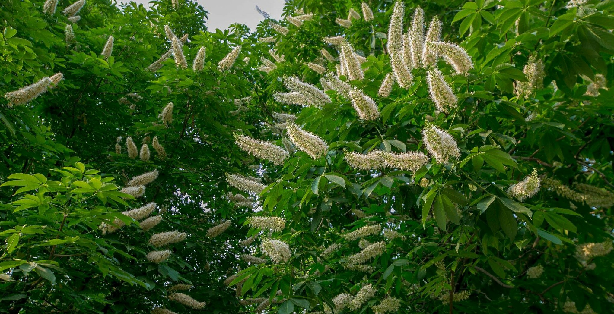 醉美济南#七叶树--摄于趵突泉
