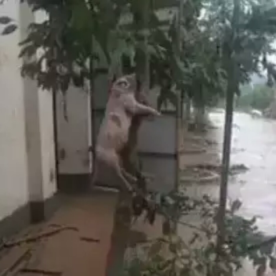 猪上树带字的图片大全,猪的图片,猪的图片卡通_大山谷图库