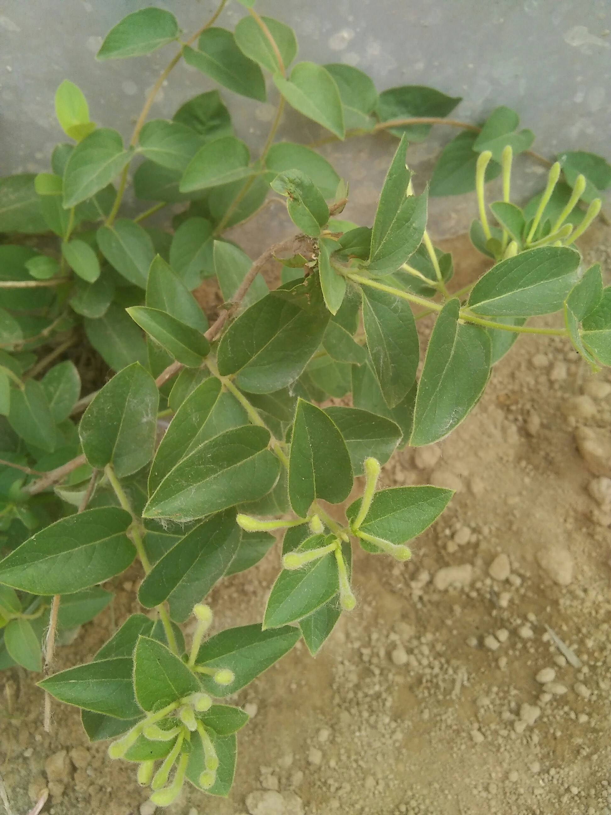 金银花的花骨朵
