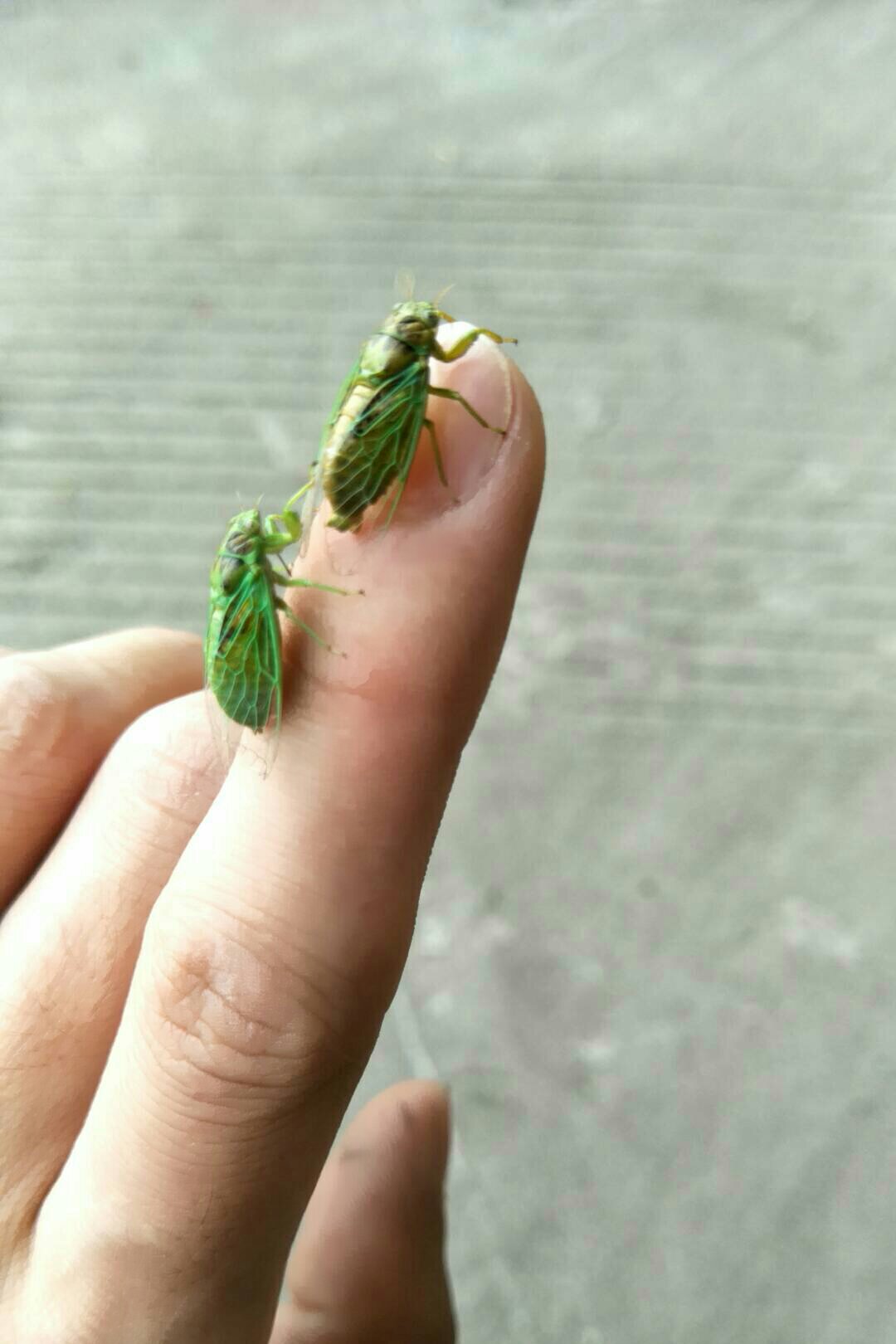 小知了_帖子_oppo手机官方社区