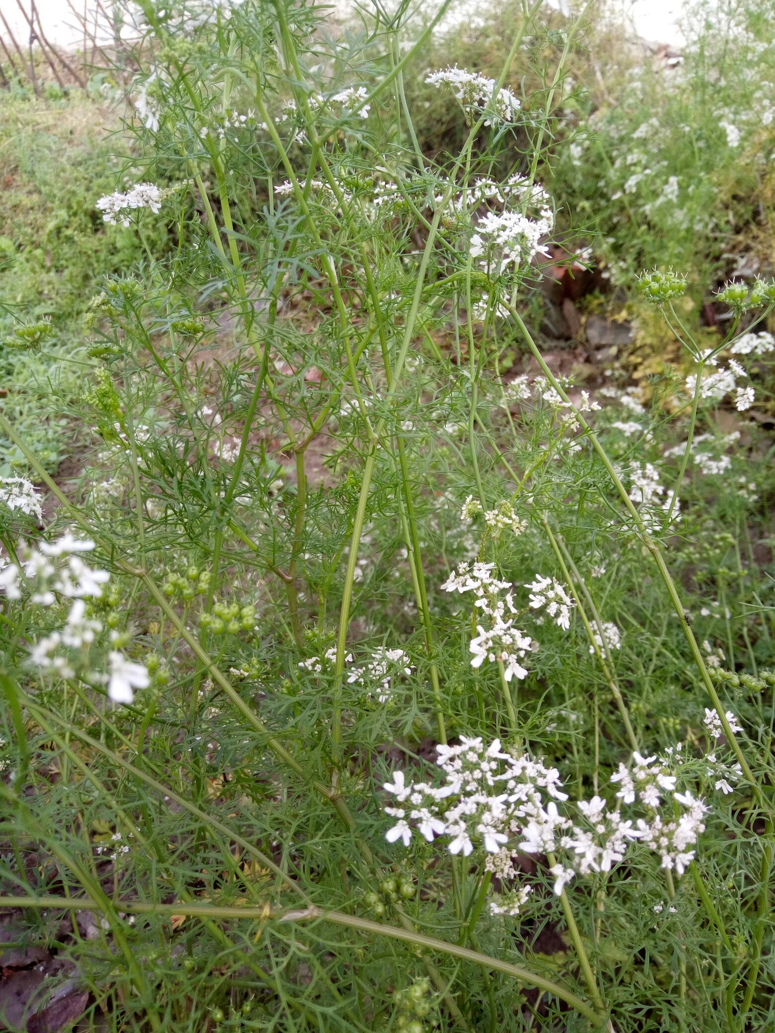 香菜開花了