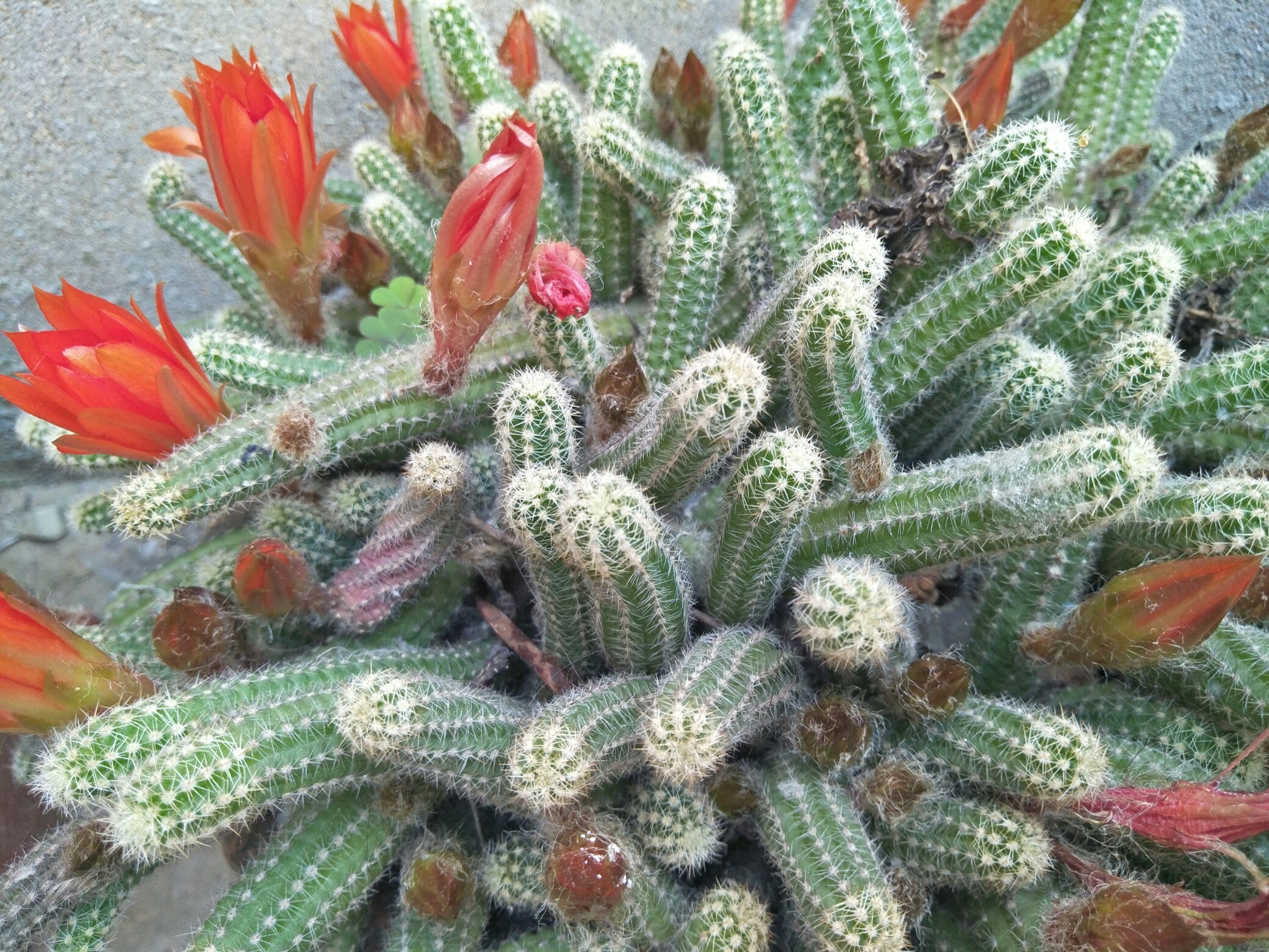 仙人树 开花了!