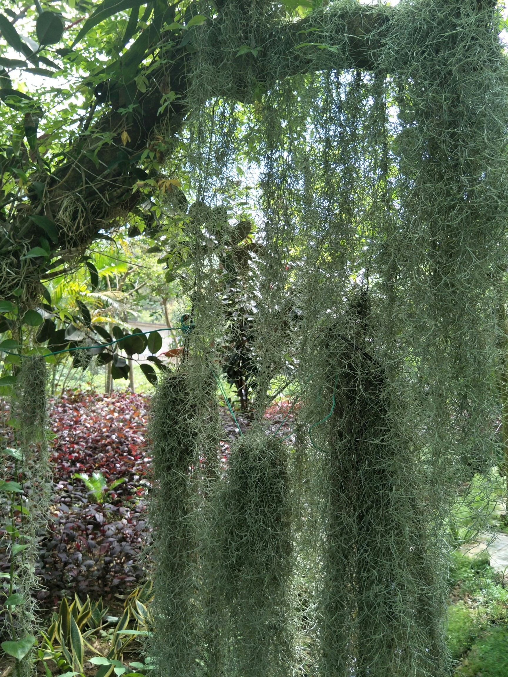 三亚南天植物园图片