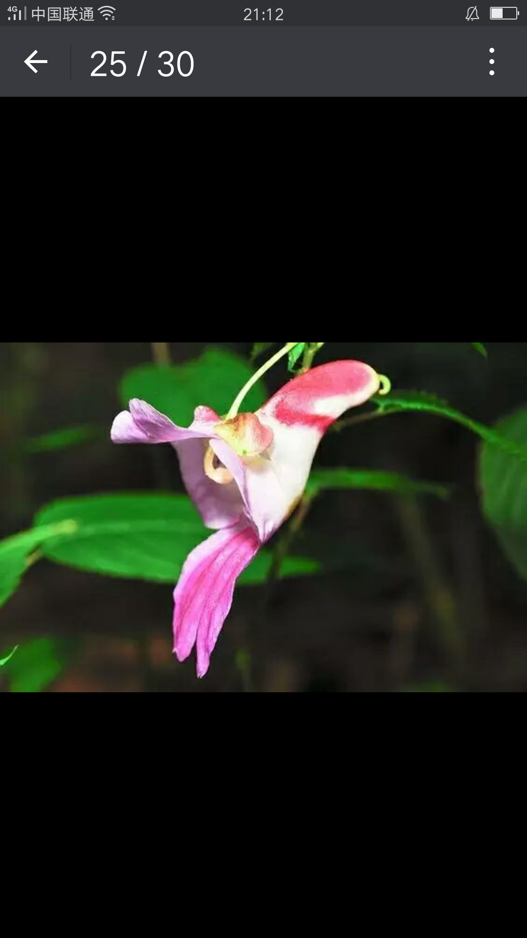 俏皮鹦鹉 花如其像,它就叫泰国鹦鹉花,一种长相俏皮.