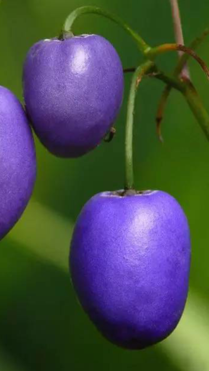 五颜六色的果实,酸酸甜甜的,你想吃吗?_帖子_oppo手机官方社区