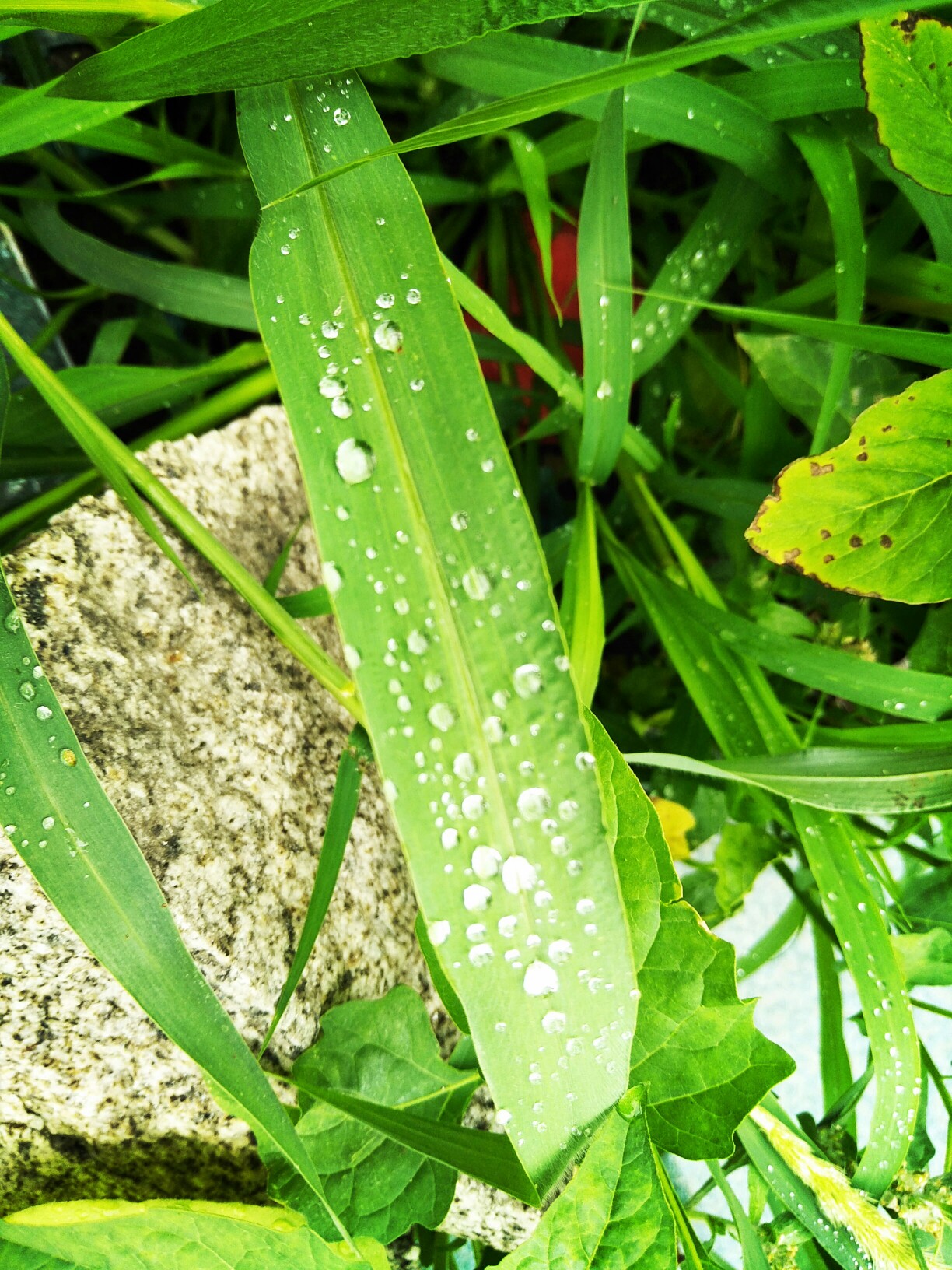 雨,昨天傍晚雷陣雨過後