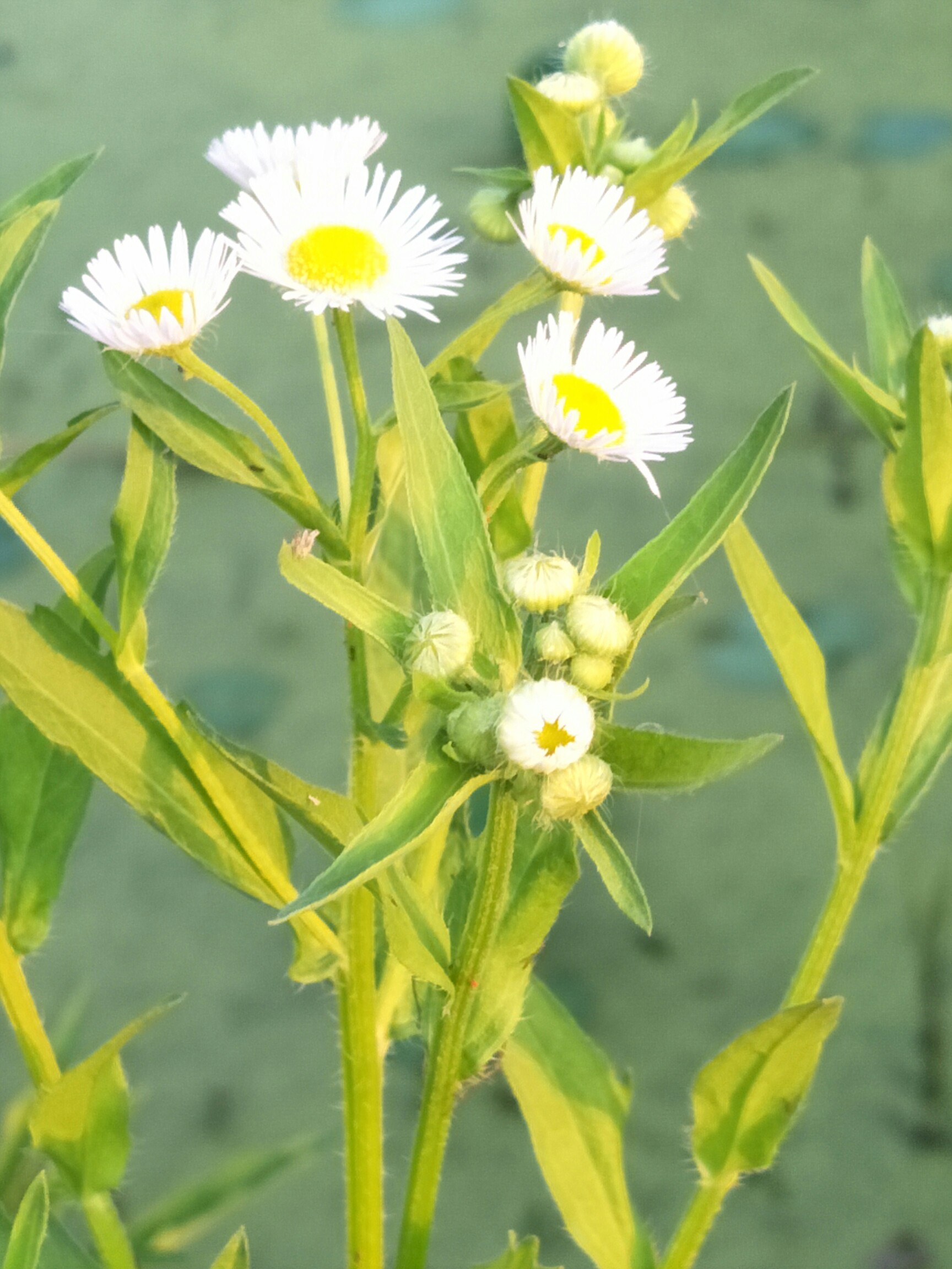 路边的野菊花