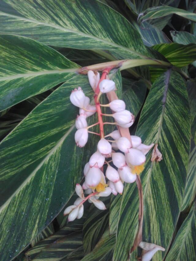 大花叶万年青(草果花)_帖子_oppo手机官方社区