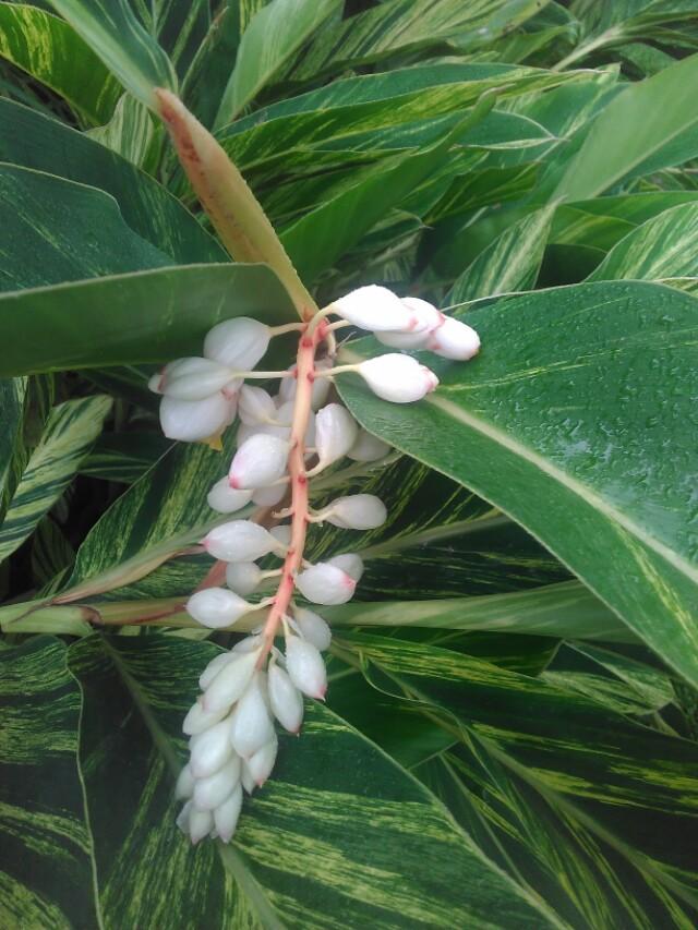 大花叶万年青(草果花)